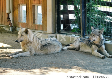 札幌市立圓山動物園 梅花鹿和狼舍內的森林狼 114390779
