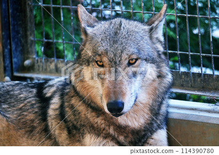 札幌市立圓山動物園 梅花鹿和狼舍內的森林狼 114390780