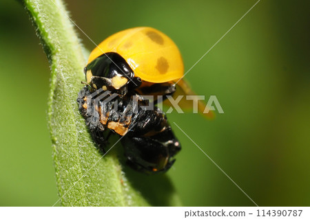 Seven spotted ladybug after emergence Seven spotted ladybug after emergence 114390787