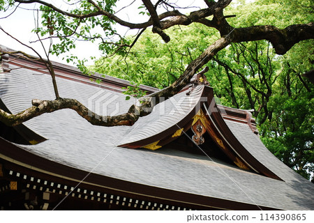 Shrine building and large tree 114390865