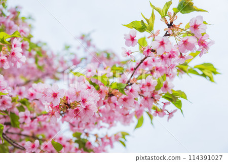 Leaves cherry tree 114391027