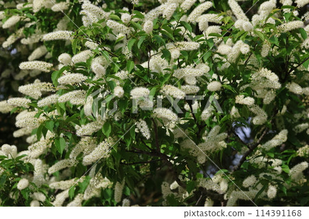 上泉櫻是一種白色的刷子狀花朵,在櫻花落下後在山上綻放 上泉櫻是一種白色的刷子狀花朵,在櫻花落下後在山上綻放 114391168