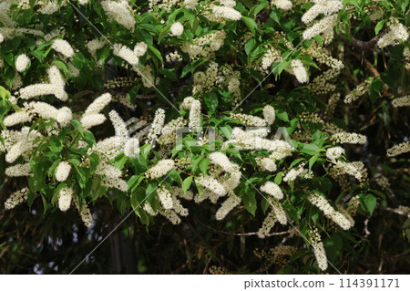 Uwazumizakura, a white brush-like flower that blooms in the mountains and fields after the cherry blossoms have fallen. Uwazumizakura, a white brush-like flower that blooms in the mountains and fields after the cherry blossoms have fallen. 114391171