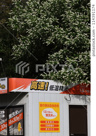 Uwazumizakura, a white brush-like flower that blooms in the mountains and fields after the cherry blossoms have fallen. 114391174