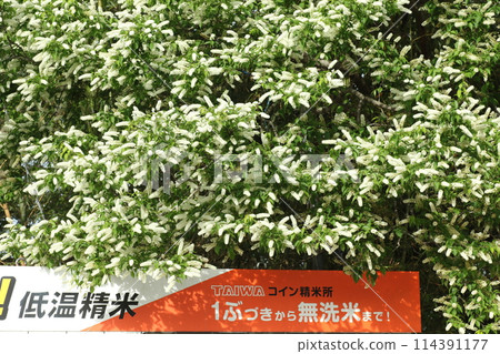 上泉櫻是一種白色的刷子狀花朵,在櫻花落下後在山上綻放 上泉櫻是一種白色的刷子狀花朵,在櫻花落下後在山上綻放 114391177