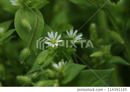 Little white flower, chickweed Little white flower, chickweed 114391185