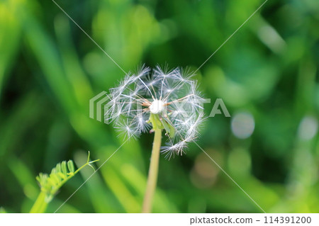 Dandelion fluff Dandelion fluff 114391200