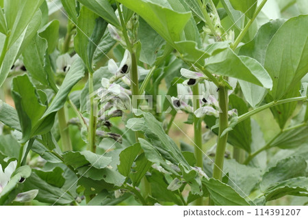 Broad bean flowers blooming in the spring field Broad bean flowers blooming in the spring field 114391207