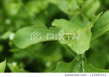 吃草本芝麻菜葉子的毛毛蟲幼蟲 吃草本芝麻菜葉子的毛毛蟲幼蟲 114391251