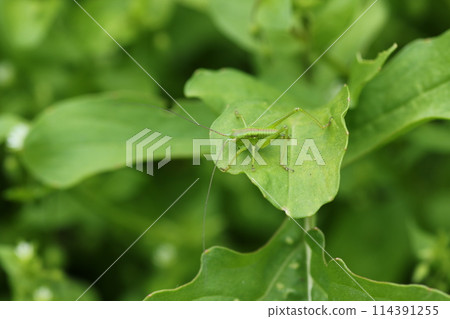 吃草本芝麻菜葉子的毛毛蟲幼蟲 114391255