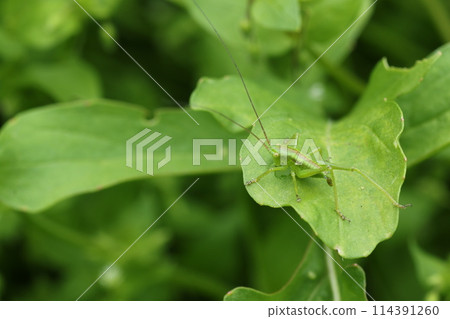 吃草本芝麻菜葉子的毛毛蟲幼蟲 114391260
