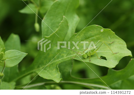 吃草本芝麻菜葉子的毛毛蟲幼蟲 114391272