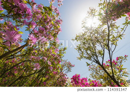 Azaleas and blue skies (Kurume City, Fukuoka Prefecture) 114391347