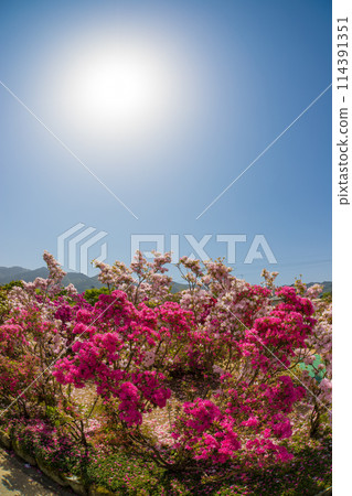 Azaleas and blue skies (Kurume City, Fukuoka Prefecture) Azaleas and blue skies (Kurume City, Fukuoka Prefecture) 114391351