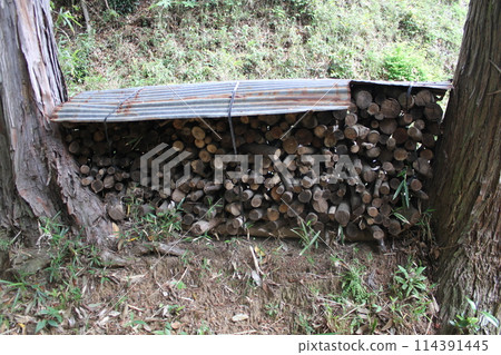 Quercus branches covered with tin and piled between trees to dry. Quercus branches covered with tin and piled between trees to dry. 114391445
