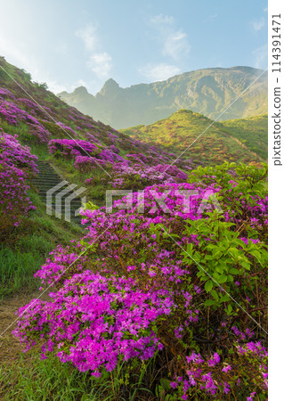 Miyamakirishi in Sensuikyo Gorge (Aso, Kumamoto Prefecture) 114391471