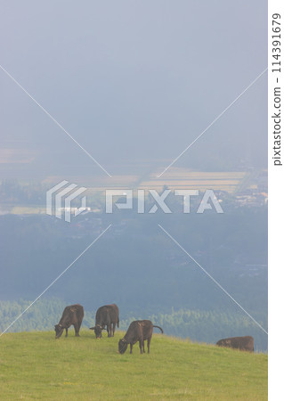 Aso grassland scenery, cows and fog (Aso, Kumamoto Prefecture) 114391679