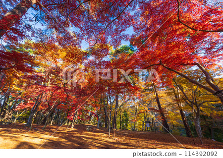 Autumn in Nagatoro, Saitama - Autumn leaves at Tsukiishi Momiji Park 114392092
