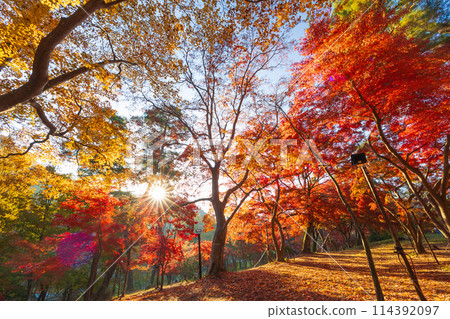 埼玉縣長瀞的秋天 - 月之石紅葉公園 114392097