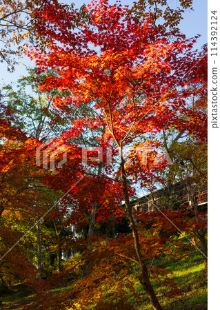 Autumn in Nagatoro, Saitama - Autumn leaves at Tsukiishi Momiji Park Autumn in Nagatoro, Saitama - Autumn leaves at Tsukiishi Momiji Park 114392124