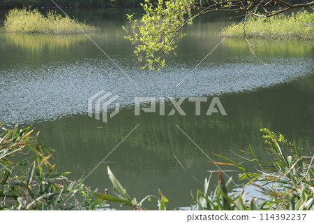 Fresh greenery and ripples reflected on the lake surface 114392237