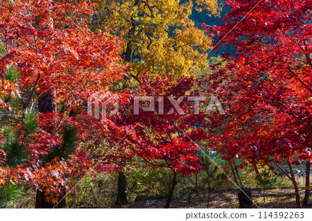 埼玉縣長瀞的秋天 - 月之石紅葉公園 114392263