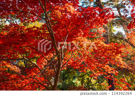 埼玉縣長瀞的秋天 - 月之石紅葉公園 114392264