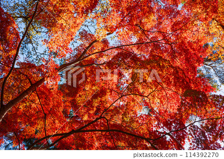 Autumn in Nagatoro, Saitama - Autumn leaves at Tsukiishi Momiji Park 114392270