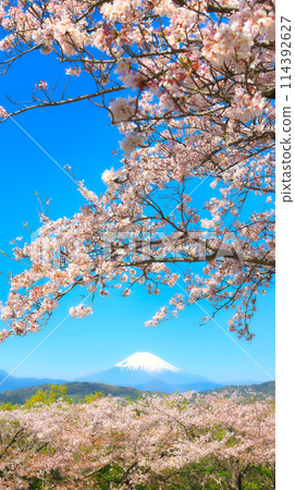Cherry blossoms at Azumayama Park and Mt. Fuji 114392627