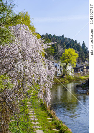 從中橋看到櫻花盛開的飛驒高山（2024） 114392757