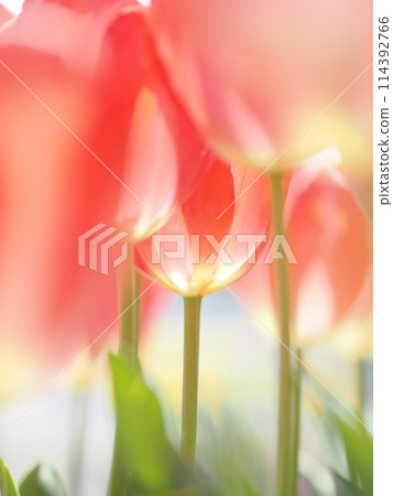 Backlit red tulip Backlit red tulip 114392766