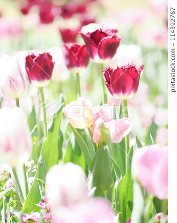 背光紫色鬱金香與粉紅鬱金香 背光紫色鬱金香與粉紅鬱金香 114392767