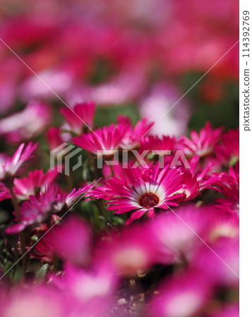 Livingston Daisy's flower garden 114392769