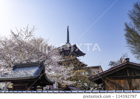高山飛驒國分寺櫻花與三層寶塔 114392797