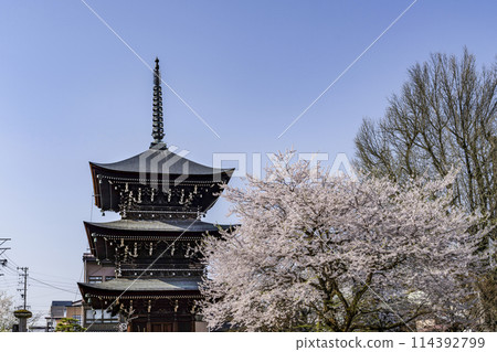 Cherry blossoms and three-story pagoda at Hida Kokubunji Temple in Takayama 114392799
