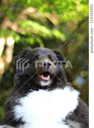 A dog (Sheltie) standing against a background of fresh greenery 114392802