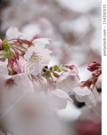 染井吉野櫻花樹開始開花,垂直 染井吉野櫻花樹開始開花,垂直 114392815