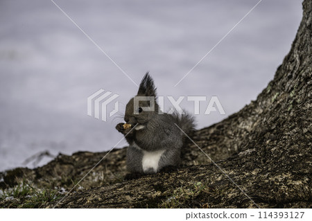 A Hokkaido squirrel eating walnuts on a tree trunk A Hokkaido squirrel eating walnuts on a tree trunk 114393127