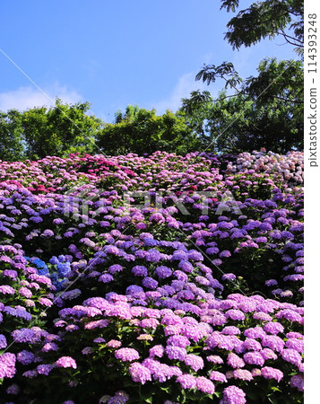 Hydrangea that shines in the blue sky Hydrangea that shines in the blue sky 114393248