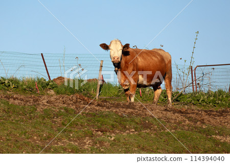 brown cow eating straw agriculture farming country ranch livestock 114394040