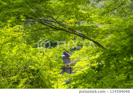 新綠季節,透過樹縫可見潭山神社、權殿 新綠季節,透過樹縫可見潭山神社、權殿 114394046