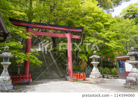 Fresh green season: Torii gates at Tanzan Shrine 114394060