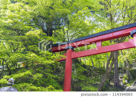 Fresh green season: Torii gates at Tanzan Shrine Fresh green season: Torii gates at Tanzan Shrine 114394065