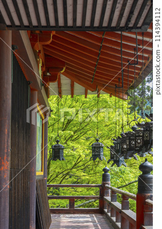 Fresh green season: Tanzan Shrine hanging lanterns 114394112