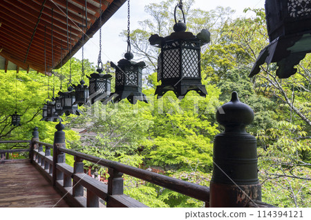 Fresh green season: Tanzan Shrine hanging lanterns 114394121