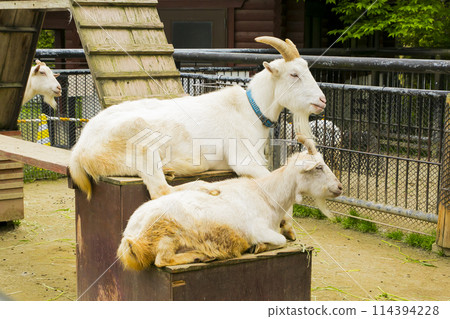 山羊 山羊 114394228