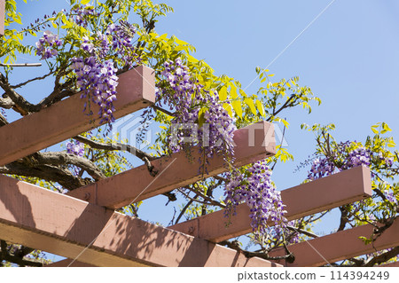 紫藤花 紫藤花 114394249