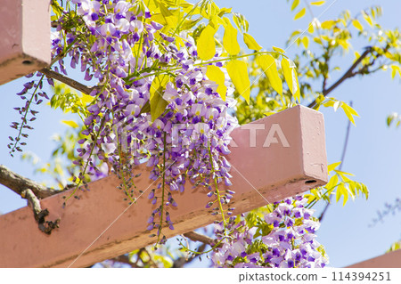 紫藤花 紫藤花 114394251