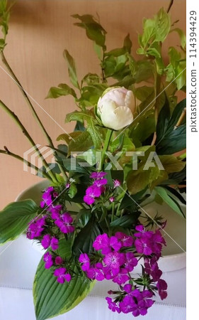 花(今天的花) 花(今天的花) 114394429