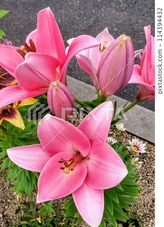 花(今天的花) 花(今天的花) 114394432